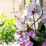 Le Flore
